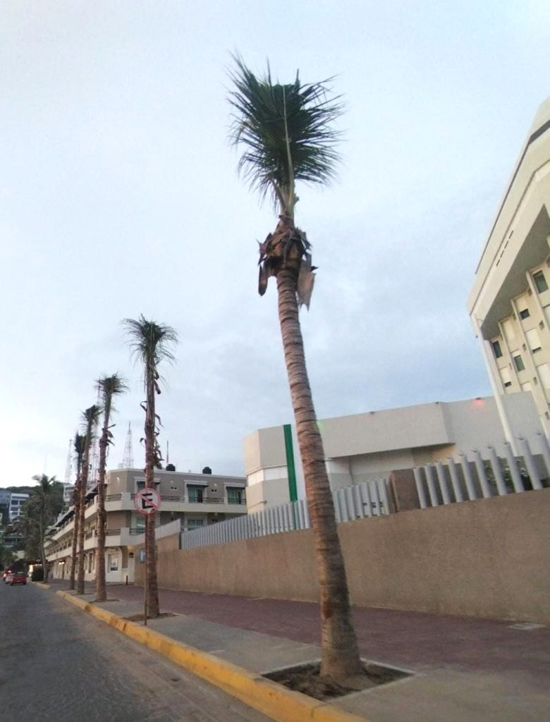 El Consejo del Centro Histórico, presidido por Lic. Amado Sabas Guzmán Reynaud, impulsa la reforestación con palmeras en Olas Altas 2025 1