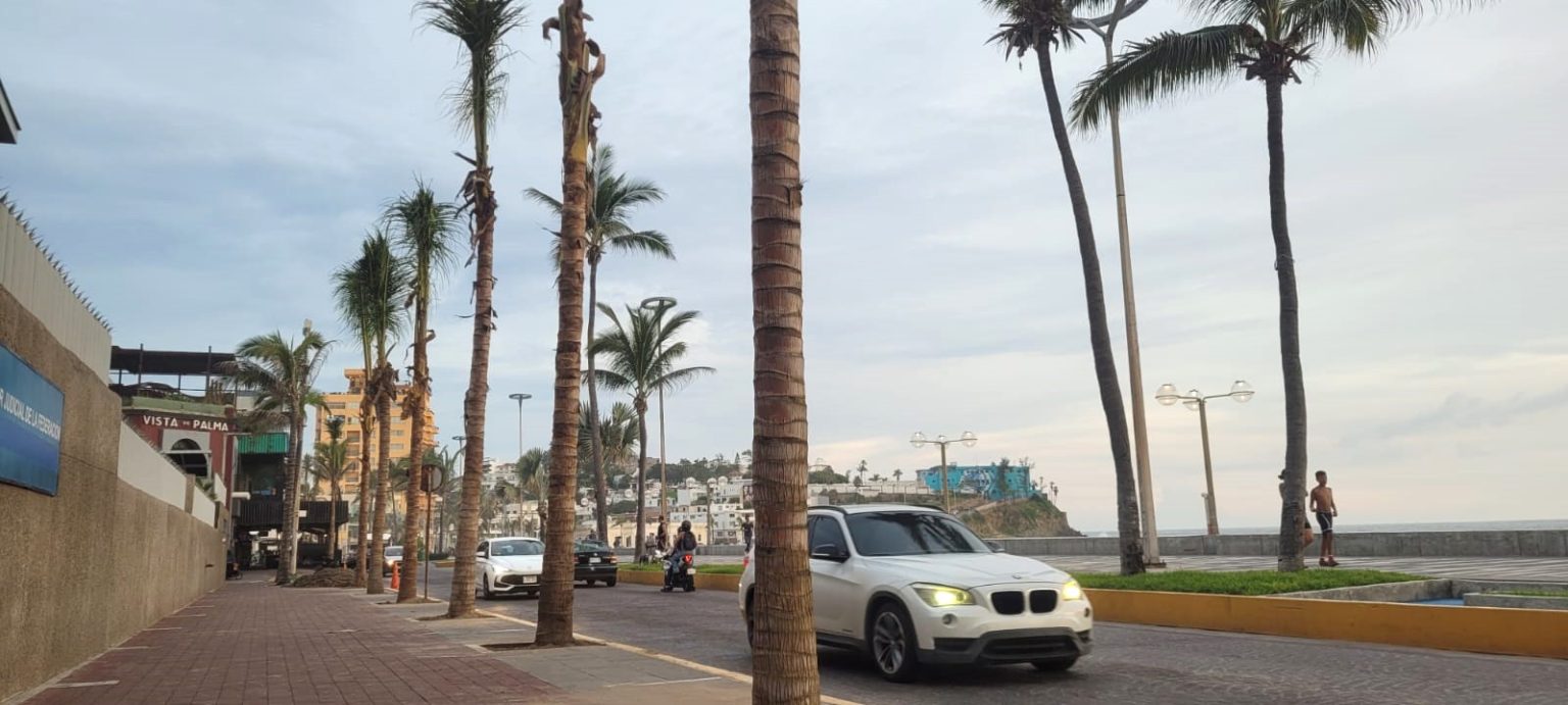 El Consejo del Centro Histórico, presidido por Lic. Amado Sabas Guzmán Reynaud, impulsa la reforestación con palmeras en Olas Altas 2025