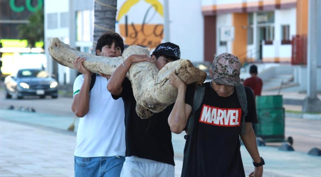 Con cifra récord, se recolectan 4,800 costales de basura durante la jornada “Mazatlán te Quiero Limpio” Con cifra récord, se recolectan 4,800 costales de basura durante la jornada “Mazatlán te Quiero Limpio” 2025