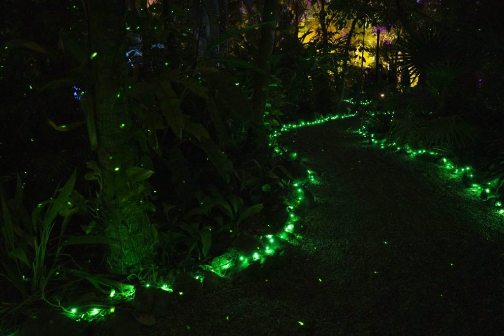 Celebra la unión familiar en Navidad en el Botánico, música en vivo y experiencias interactivas te esperan este 25 de diciembre 2025 2