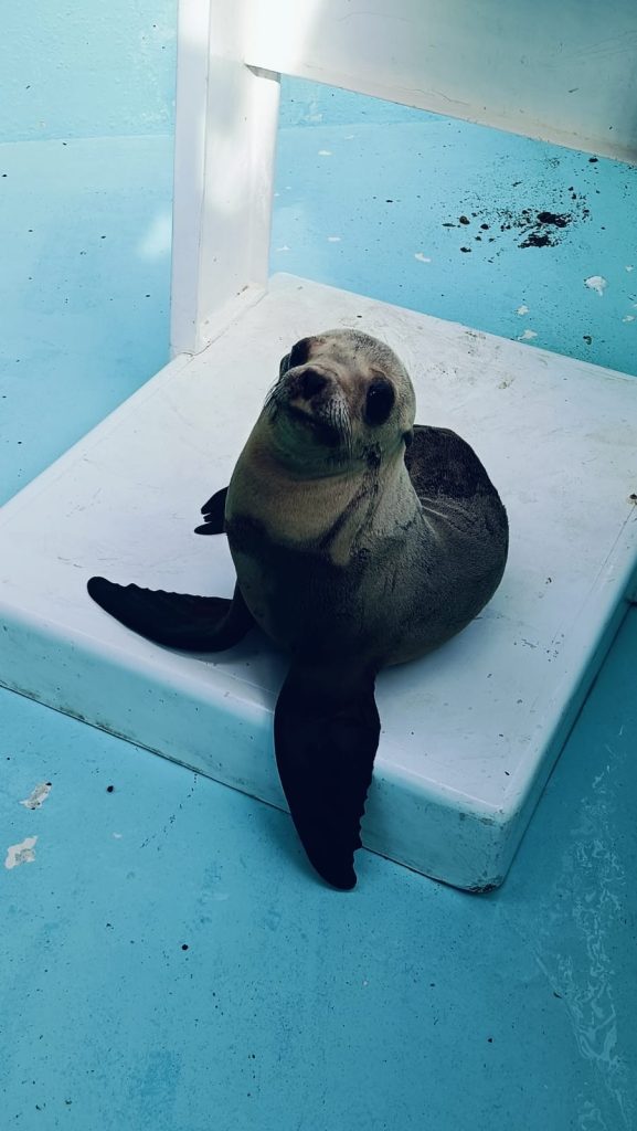 Gran Acuario Mazatlán fortalece el bienestar animal mediante capacitación especializada en lobos marinos 2025 1