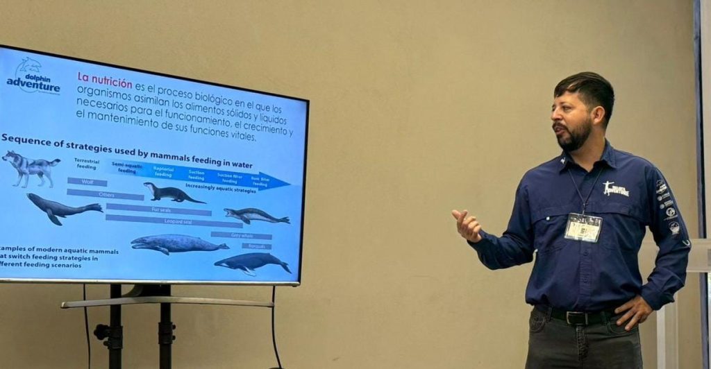 Gran Acuario Mazatlán fortalece el bienestar animal mediante capacitación especializada en lobos marinos Gran Acuario Mazatlán fortalece el bienestar animal mediante capacitación especializada en lobos marinos 2025