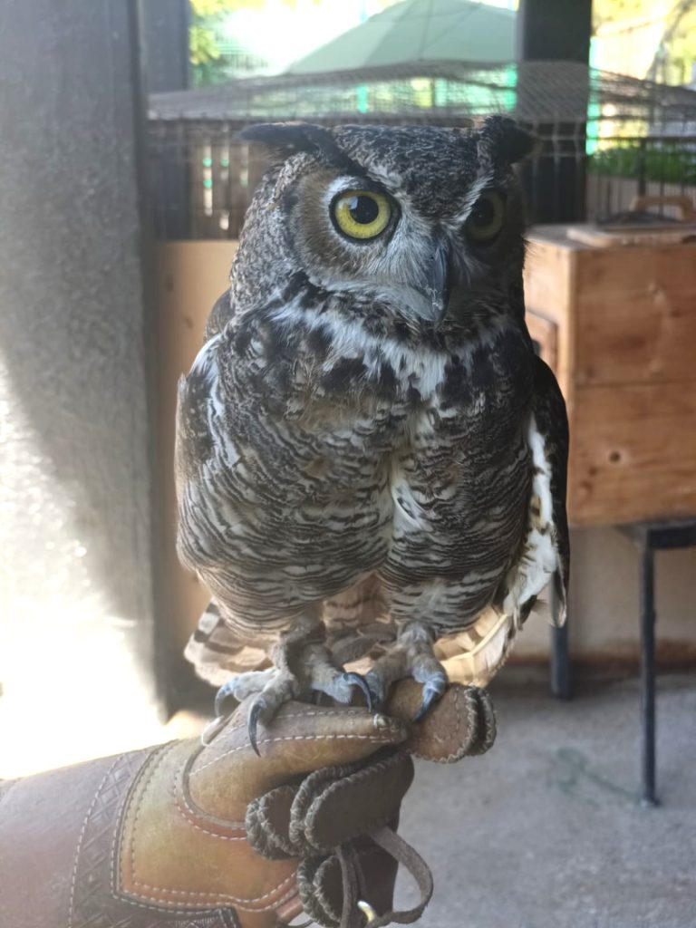 Hospital de la Fauna de Gran Acuario Mazatlán un Pilar en la Protección y Rescate de Fauna Silvestre a 1