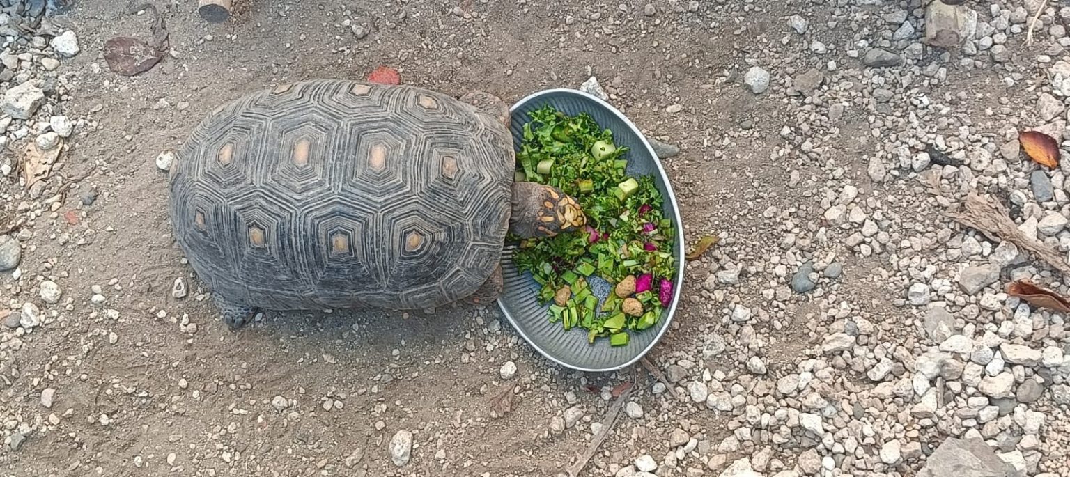 Hospital de la Fauna de Gran Acuario Mazatlán un Pilar en la Protección y Rescate de Fauna Silvestre a
