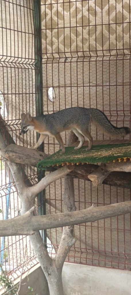 Hospital de la Fauna de Gran Acuario Mazatlán un Pilar en la Protección y Rescate de Fauna Silvestre a 2