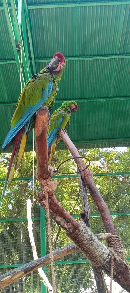 Hospital de la Fauna de Gran Acuario Mazatlán un Pilar en la Protección y Rescate de Fauna Silvestre a 3