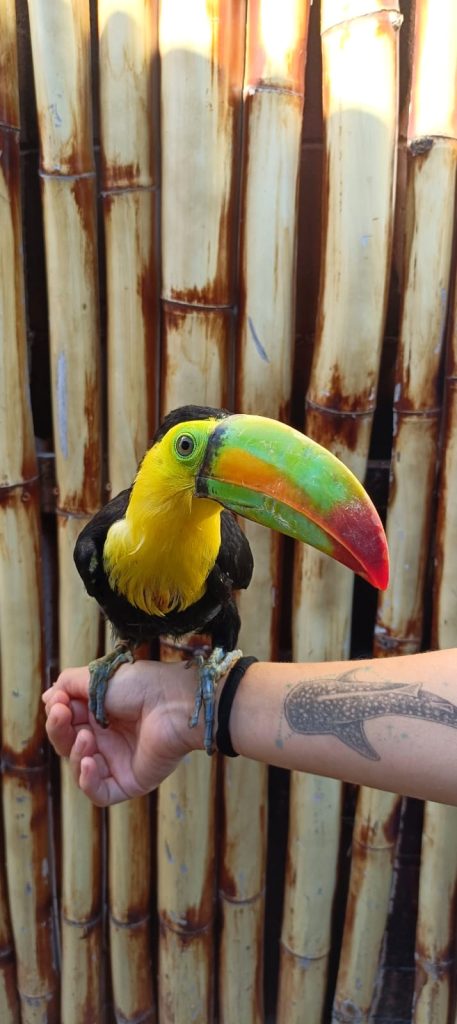 Hospital de la Fauna de Gran Acuario Mazatlán un Pilar en la Protección y Rescate de Fauna Silvestre a 5