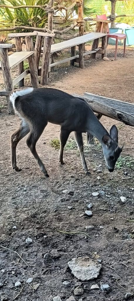 Hospital de la Fauna de Gran Acuario Mazatlán un Pilar en la Protección y Rescate de Fauna Silvestre a 6