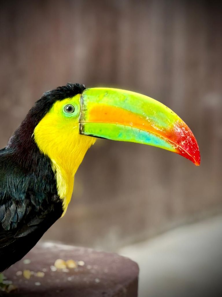 Tucanes los nuevos embajadores de vida en el Gran Acuario Mazatlán (1)