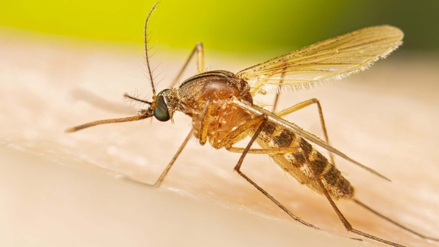 Cambio climático altera el ciclo biológico de los mosquitos en Sinaloa; Investigador advierte sobre la emergencia atípica de especies del género Culex