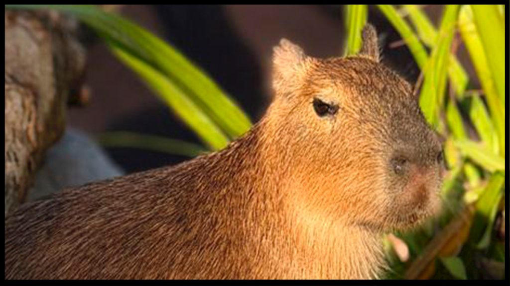 Tiernas capibaras se roban el corazón de los visitantes del Gran Acuario