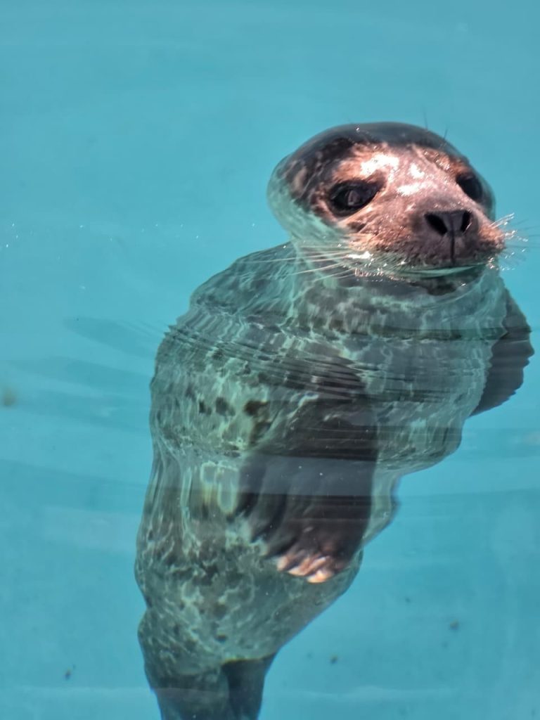 Respuesta coordinada ante varamiento Hospital de Fauna del Gran Acuario Mazatlán rescata cría de foca en Sinaloa 2023 1