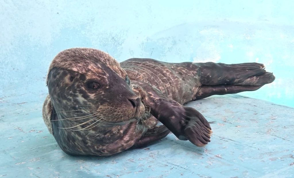 Respuesta coordinada ante varamiento Hospital de Fauna del Gran Acuario Mazatlán rescata cría de foca en Sinaloa 2023