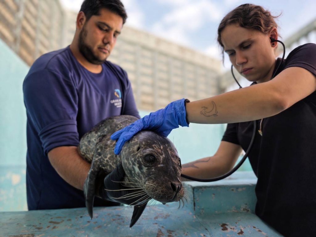 Respuesta coordinada ante varamiento Hospital de Fauna del Gran Acuario Mazatlán rescata cría de foca en Sinaloa 2023 2