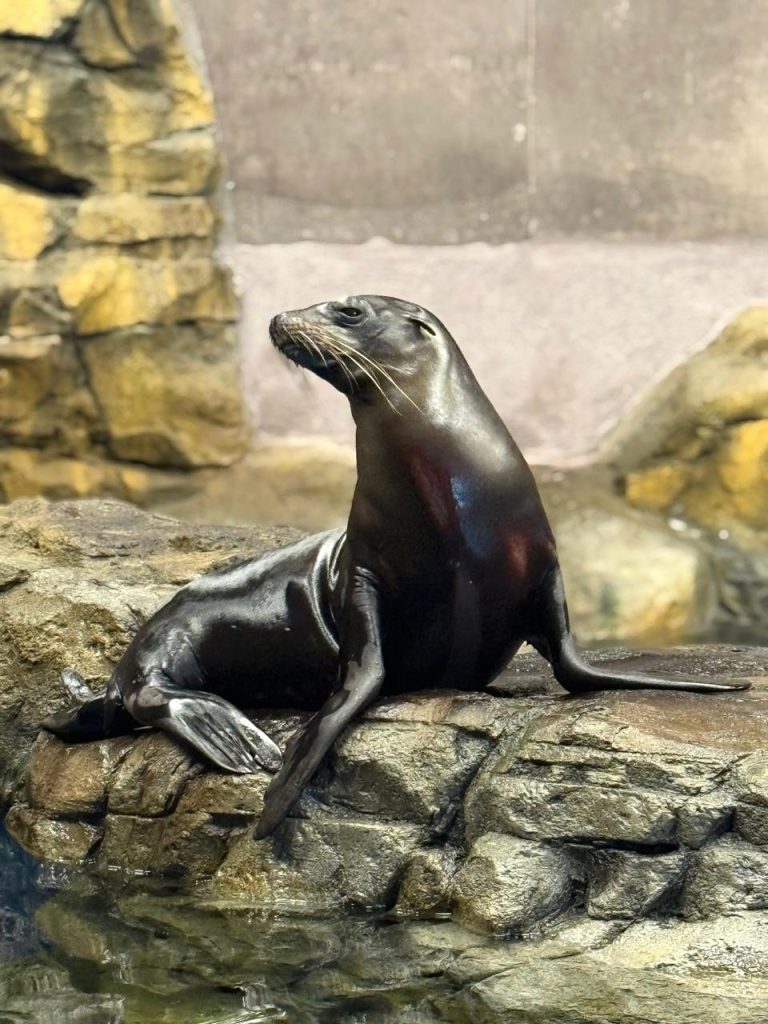 Gran Acuario Mazatlán presenta nuevas experiencias y embajadores a sus visitantes 2026 2