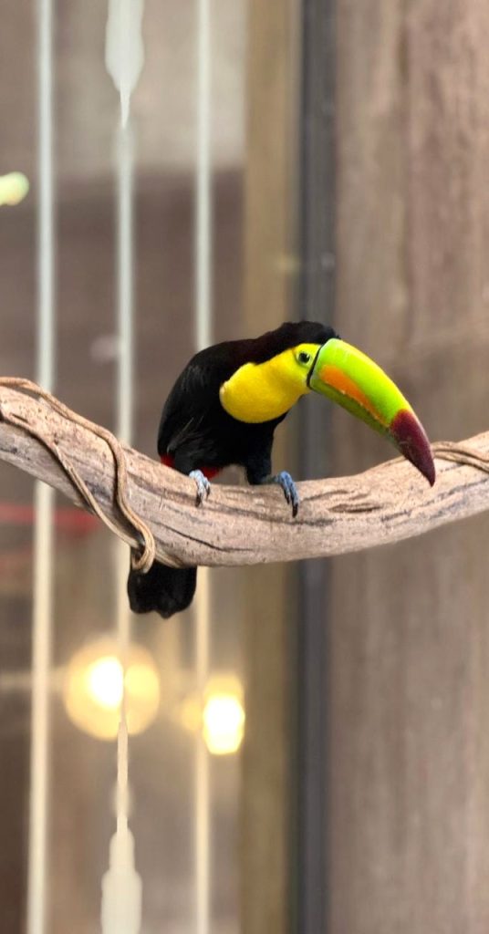 Gran Acuario Mazatlán presenta nuevas experiencias y embajadores a sus visitantes 2026 5