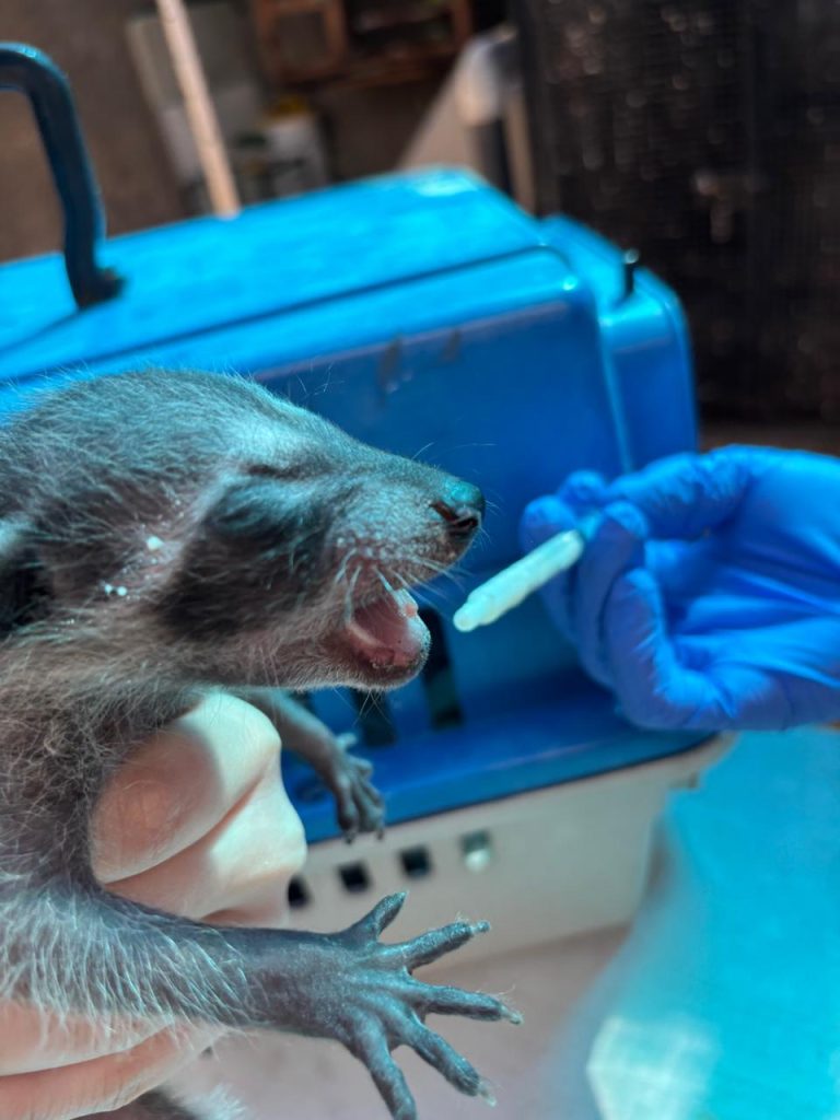 Recuperación exitosa de cría de mapache destaca labor de atención a Fauna Silvestre del Gran Acuario (5)