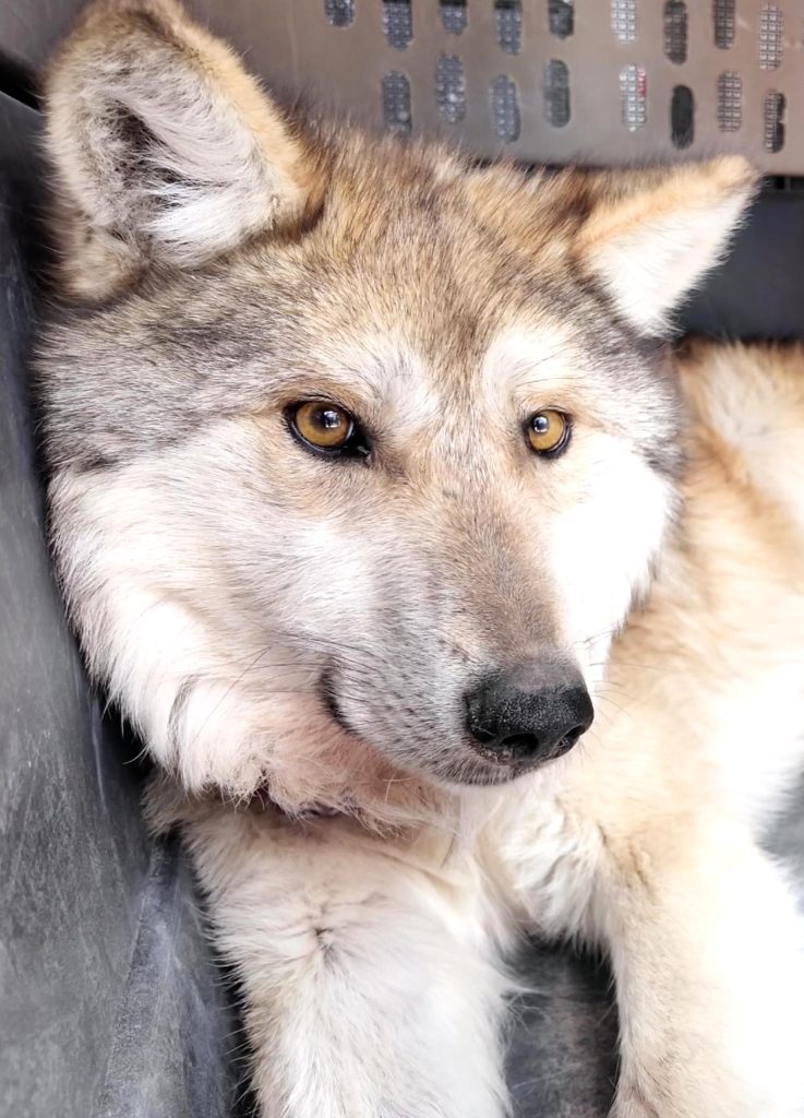 Regresa el Lobo Mexicano a la Sierra Madre Occidental 2026 1