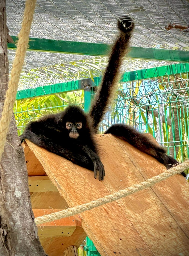 Mono Araña estrena hábitat en el Gran Acuario Mazatlán 2026 3