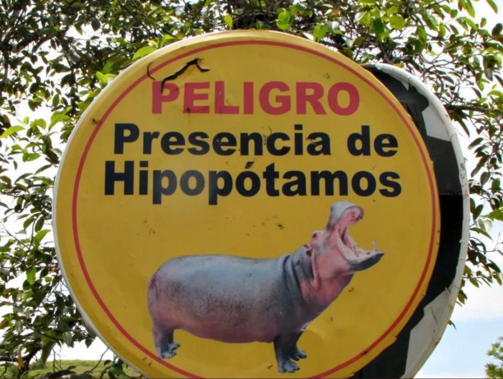 Venezuela se suma al rescate internacional de hipopótamos en Colombia; crece presión por evitar su sacrificio (4)