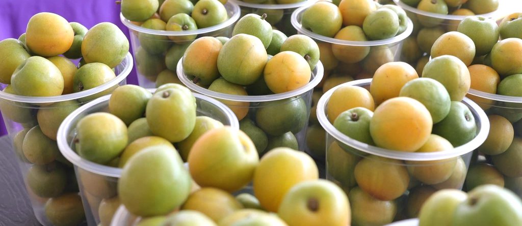Aguacaliente de Gárate en el Municipio de Concordia se viste de fiesta con la Feria de la Ciruela 2026 1