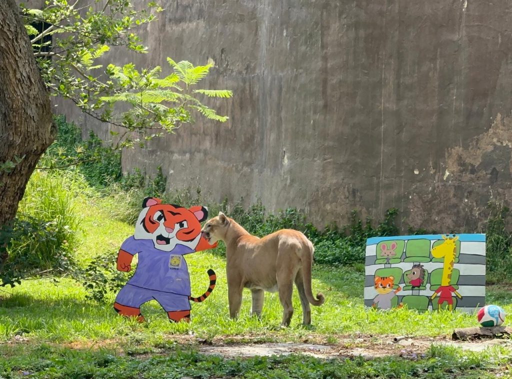 Del hábitat a la cancha animales del Zoológico Guadalajara hacen sus apuestas mundialistas