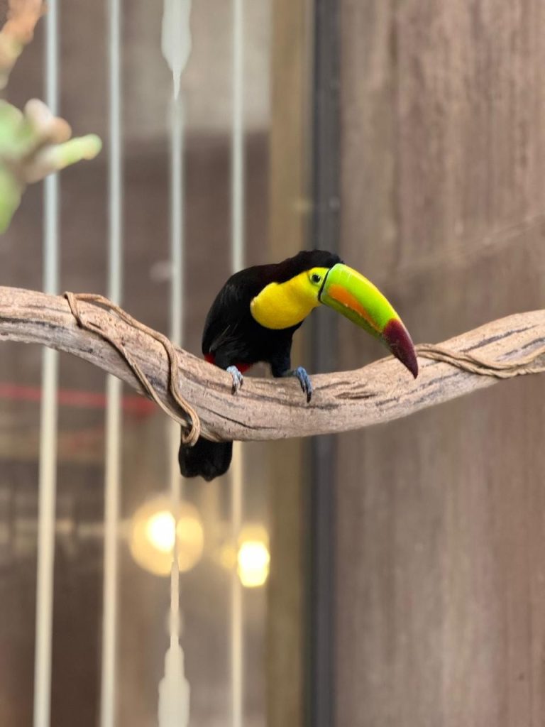 Gran Acuario Mazatlán Invita a Disfrutar de Novedades y Experiencias Únicas este Verano 2026 1