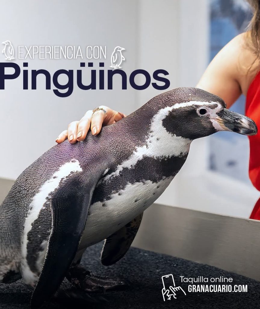 Gran Acuario Mazatlán Invita a Disfrutar de Novedades y Experiencias Únicas este Verano 2026 4