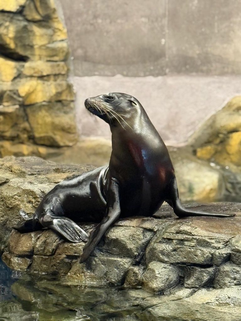 Gran Acuario Mazatlán Invita a Disfrutar de Novedades y Experiencias Únicas este Verano 2026 5