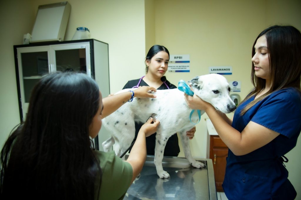 Ofrece la Facultad de Medicina Veterinaria y Zootecnia de la UAS amplia gama de servicios profesionales y de diagnóstico con alto impacto social (2)