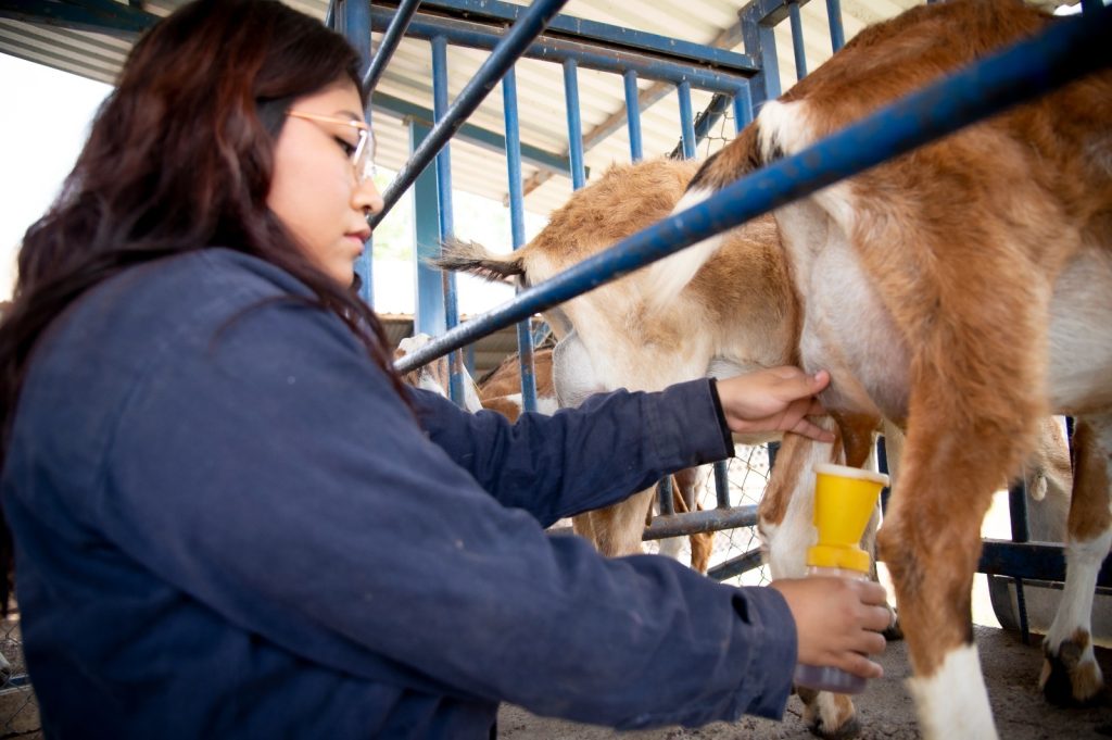 Ofrece la Facultad de Medicina Veterinaria y Zootecnia de la UAS amplia gama de servicios profesionales y de diagnóstico con alto impacto social (3)