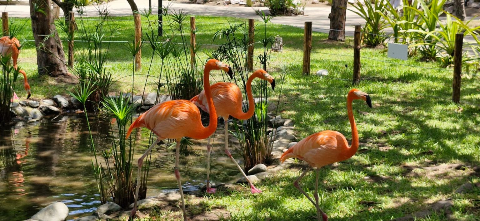 El color vuelve al mar, conoce a los flamencos en el Gran Acuario Mazatlán