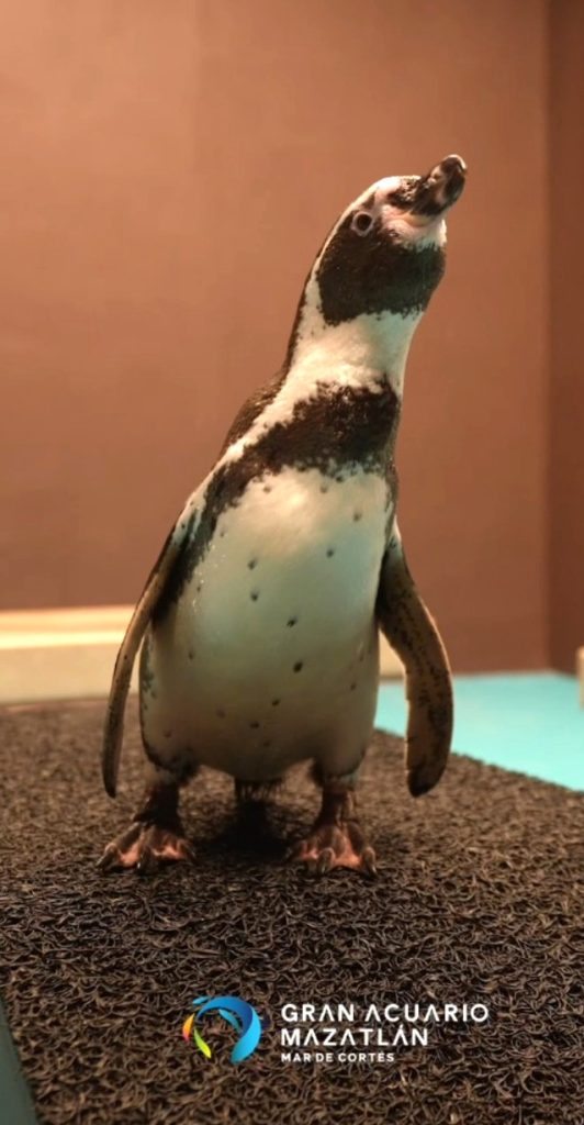 Los pingüinos de Humboldt regresan con una experiencia única en Gran Acuario Mazatlán 2026 1
