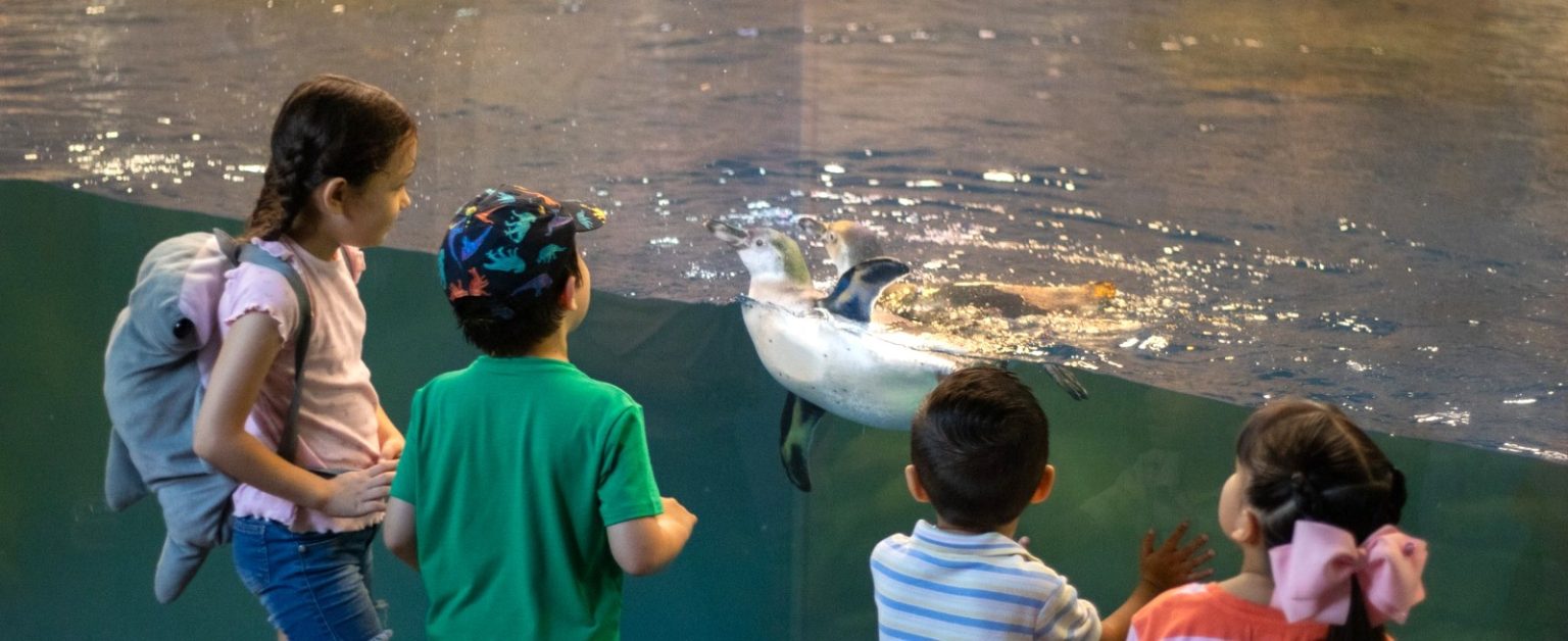 ¡Vive un encuentro inolvidable! Los pingüinos de Humboldt regresan con una experiencia única en Gran Acuario Mazatlán Los pingüinos de Humboldt regresan con una experiencia única en Gran Acuario Mazatlán 2026