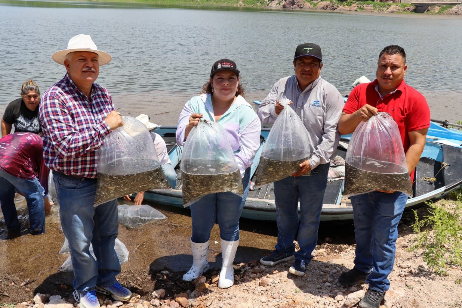 Gobierno de Sinaloa siembra 1.5 millones de alevines de tilapia en la Presa El Sabinal
