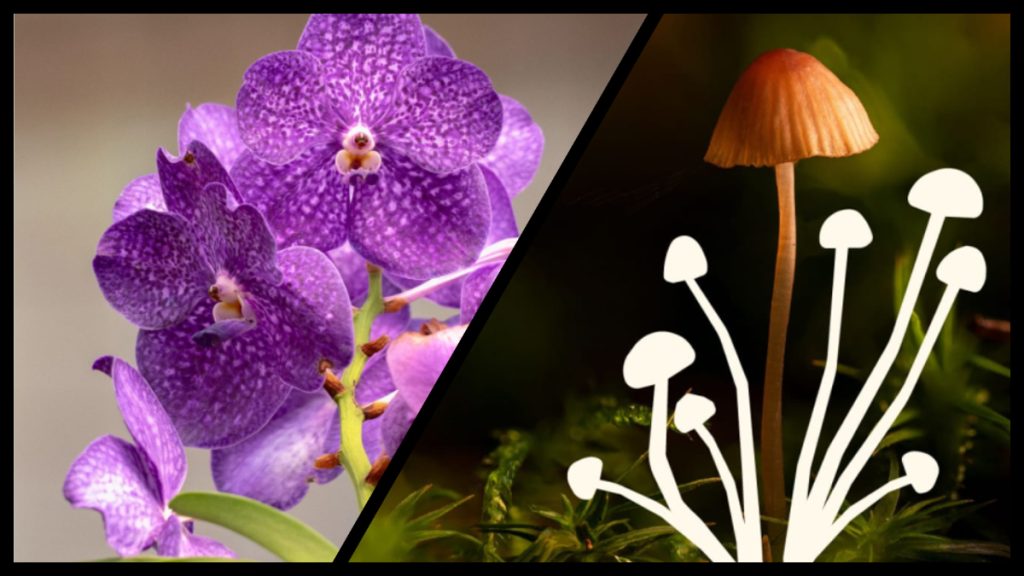 Jardín Botánico Culiacán invita a disfrutar una agenda llena de naturaleza, cultura y experiencias en agosto
