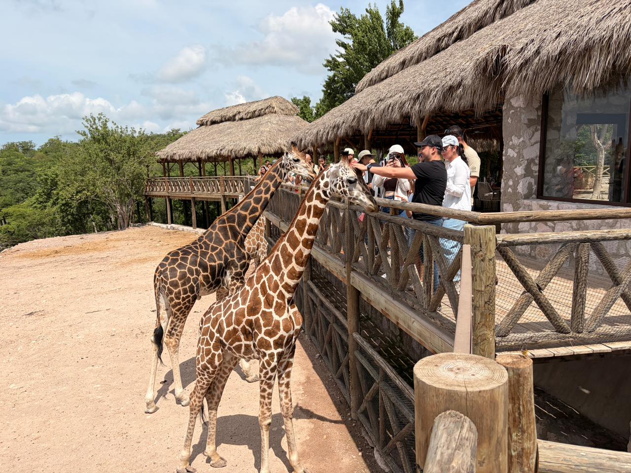 Muy Pronto &ldquo;Bioparc El Encanto&rdquo; Mazatl&aacute;n sigue generando nuevos atractivos y buenas noticias Galer&iacute;a (10)