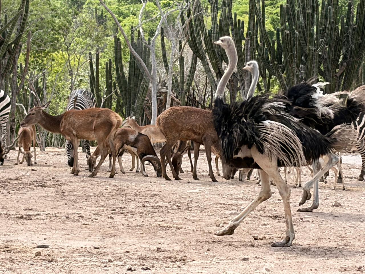 Muy Pronto &ldquo;Bioparc El Encanto&rdquo; Mazatl&aacute;n sigue generando nuevos atractivos y buenas noticias Galer&iacute;a (9)
