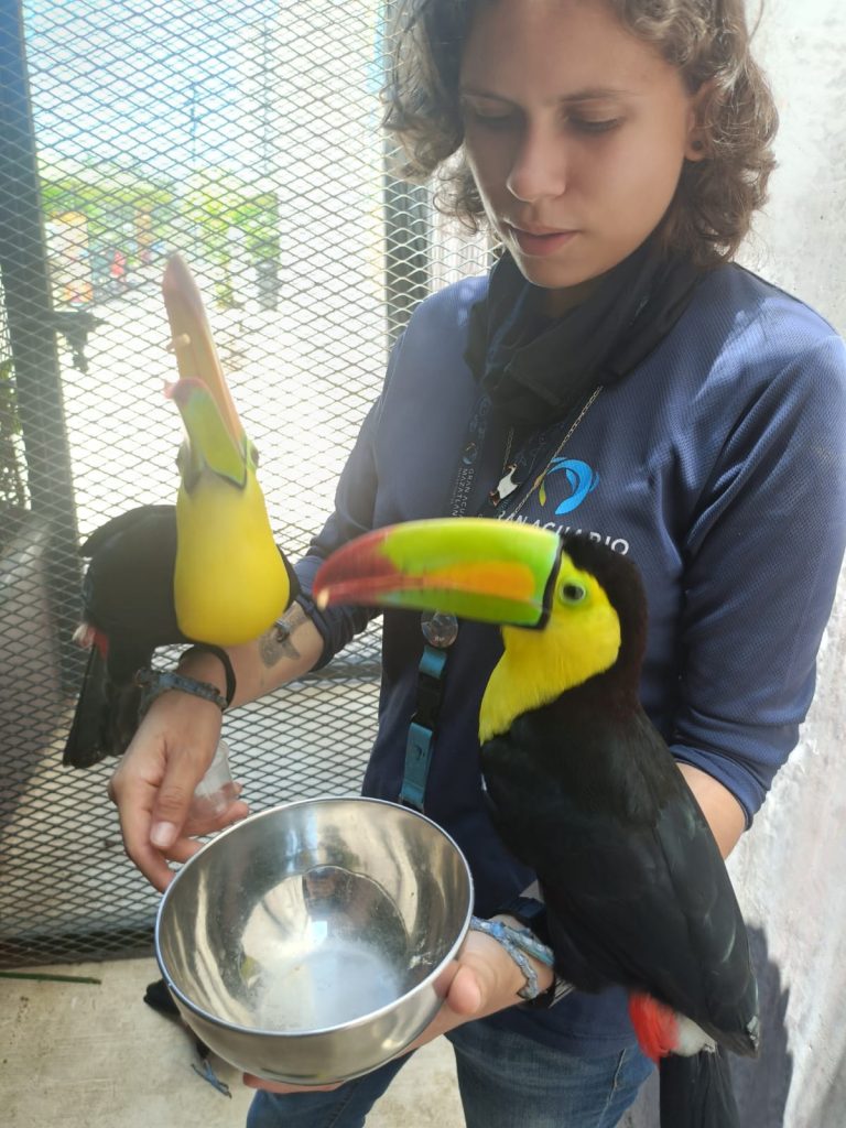 Un tucán pico de canoa que sobrevivió al tráfico ilegal encuentra en el Gran Acuario Mazatlán un espacio para su recuperación y bienesta (3)