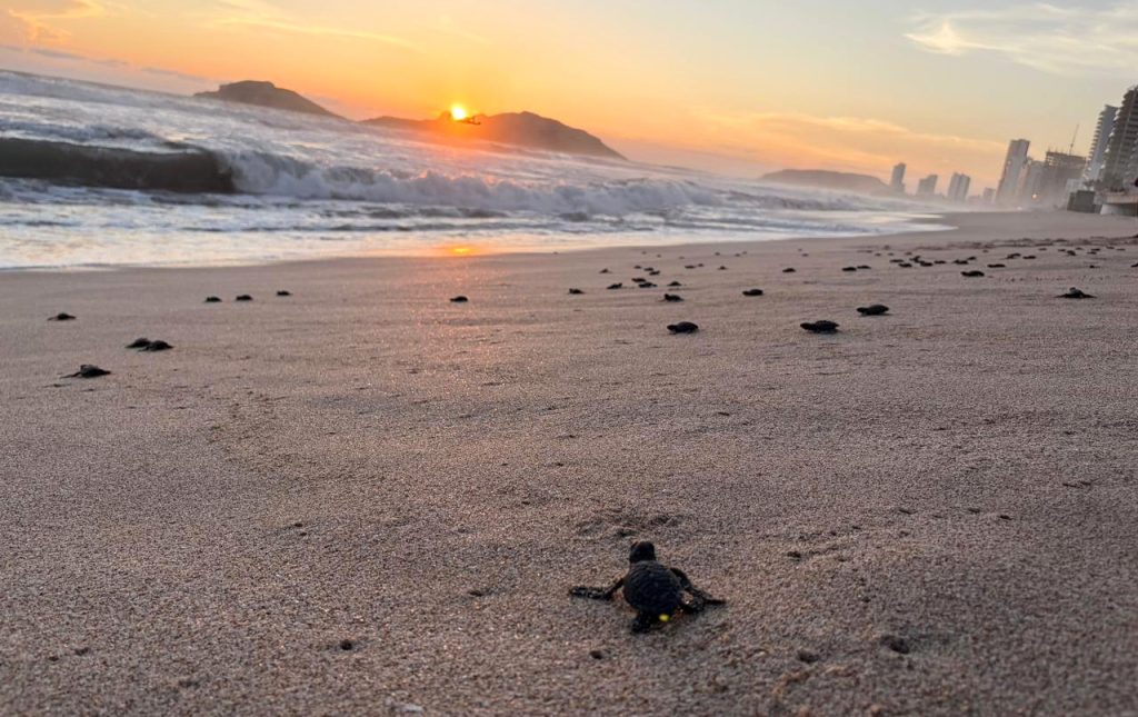 Las Playas de Mazatlán son Santuarios Naturales en los que desde hace milenios las Tortugas Marinas, año con año, desovan miles de huevos 2026