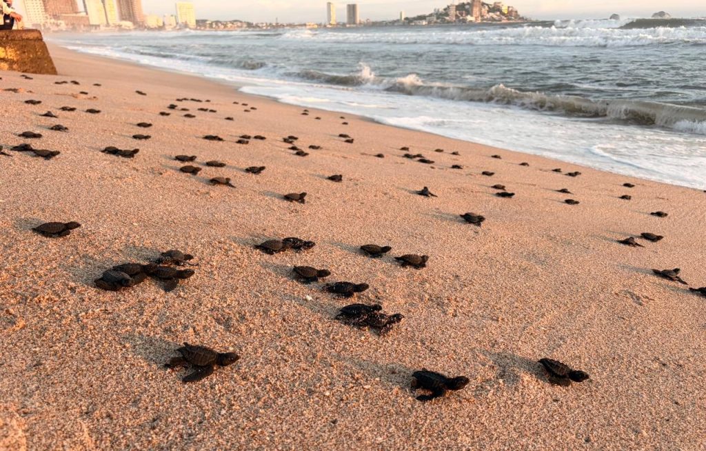 Las Playas de Mazatlán son Santuarios Naturales en los que desde hace milenios las Tortugas Marinas, año con año, desovan miles de huevos 2026 2