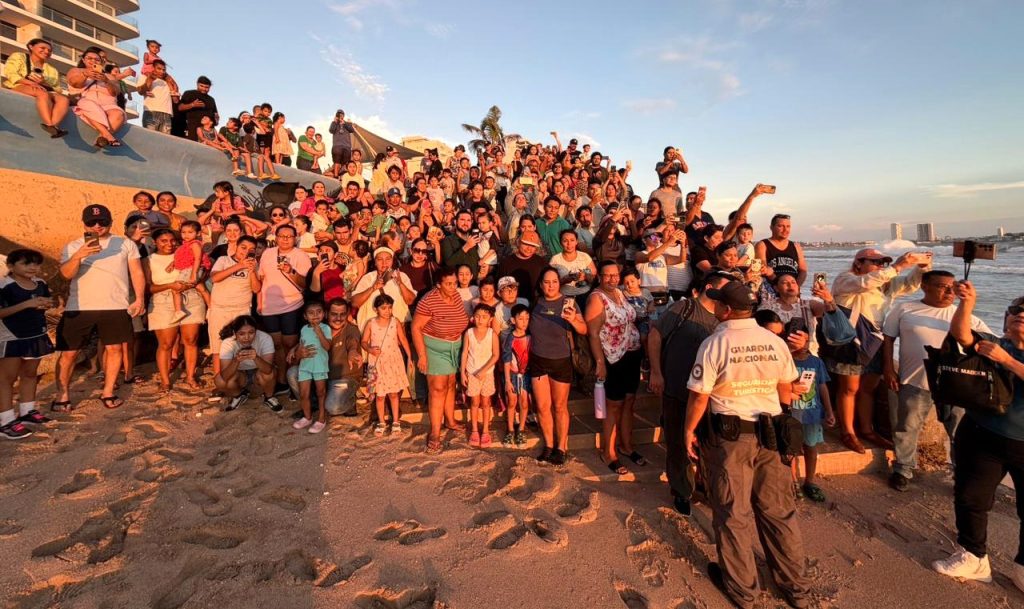 Las Playas de Mazatlán son Santuarios Naturales en los que desde hace milenios las Tortugas Marinas, año con año, desovan miles de huevos 2026 4