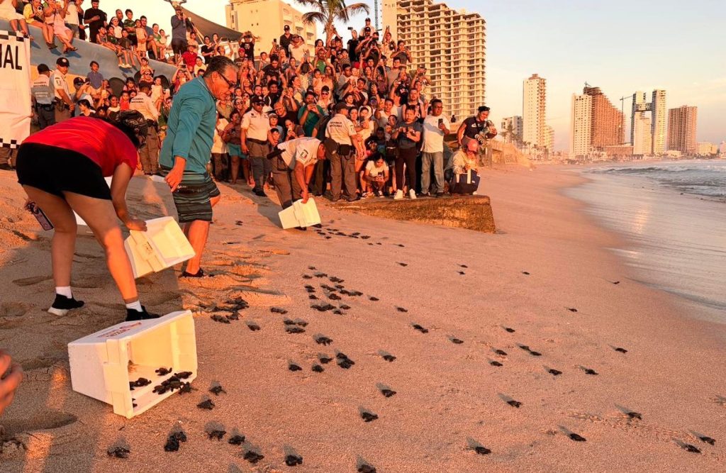 Las Playas de Mazatlán son Santuarios Naturales en los que desde hace milenios las Tortugas Marinas, año con año, desovan miles de huevos 2026 5