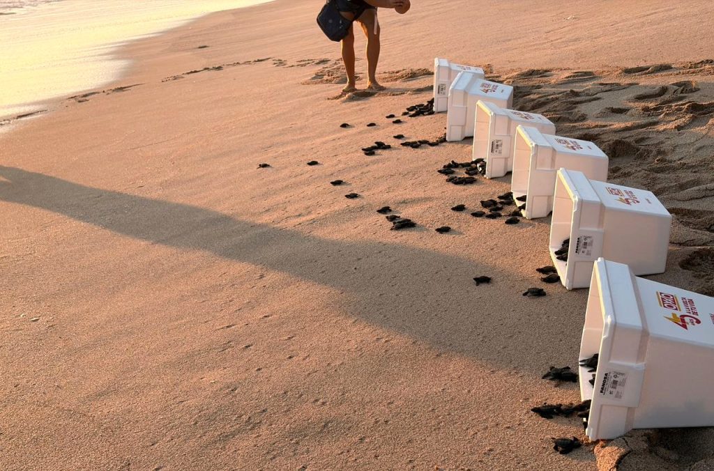 Las Playas de Mazatlán son Santuarios Naturales en los que desde hace milenios las Tortugas Marinas, año con año, desovan miles de huevos 2026 6