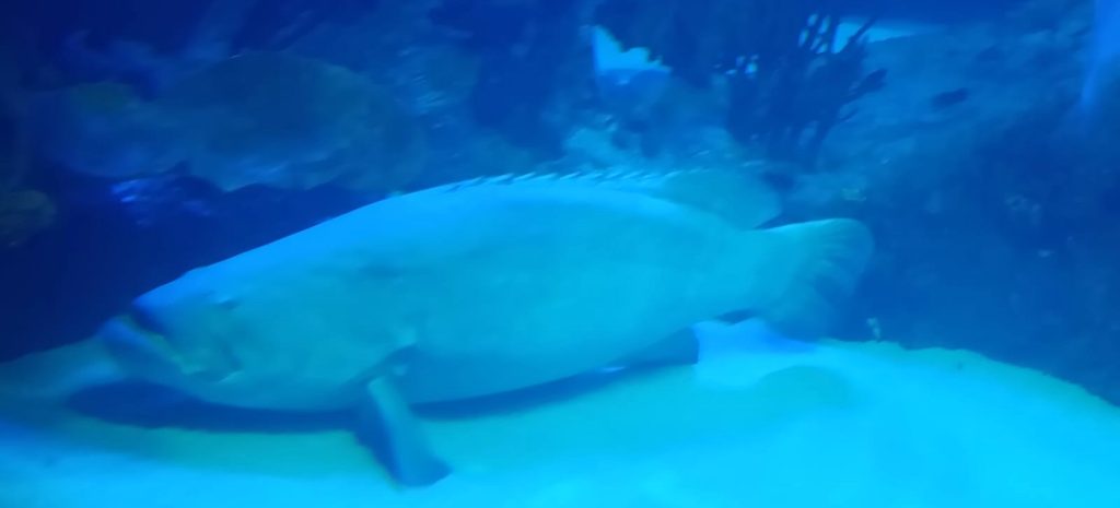 Conoce en Gran Acuario a las rayas, tiburones, meros y su importancia en el Mar de Cortés 2026 1