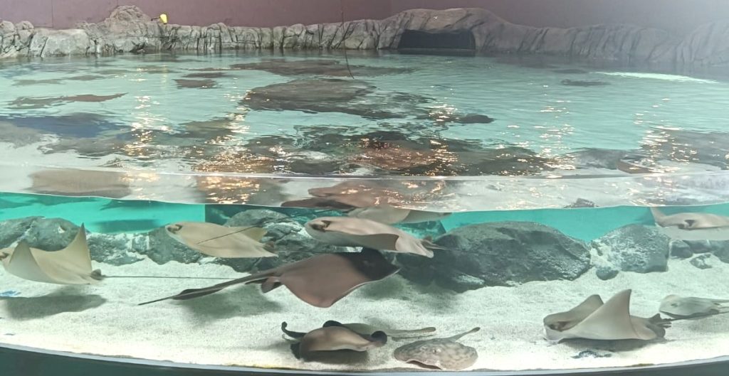 Conoce en Gran Acuario a las rayas, tiburones, meros y su importancia en el Mar de Cortés 2026 2