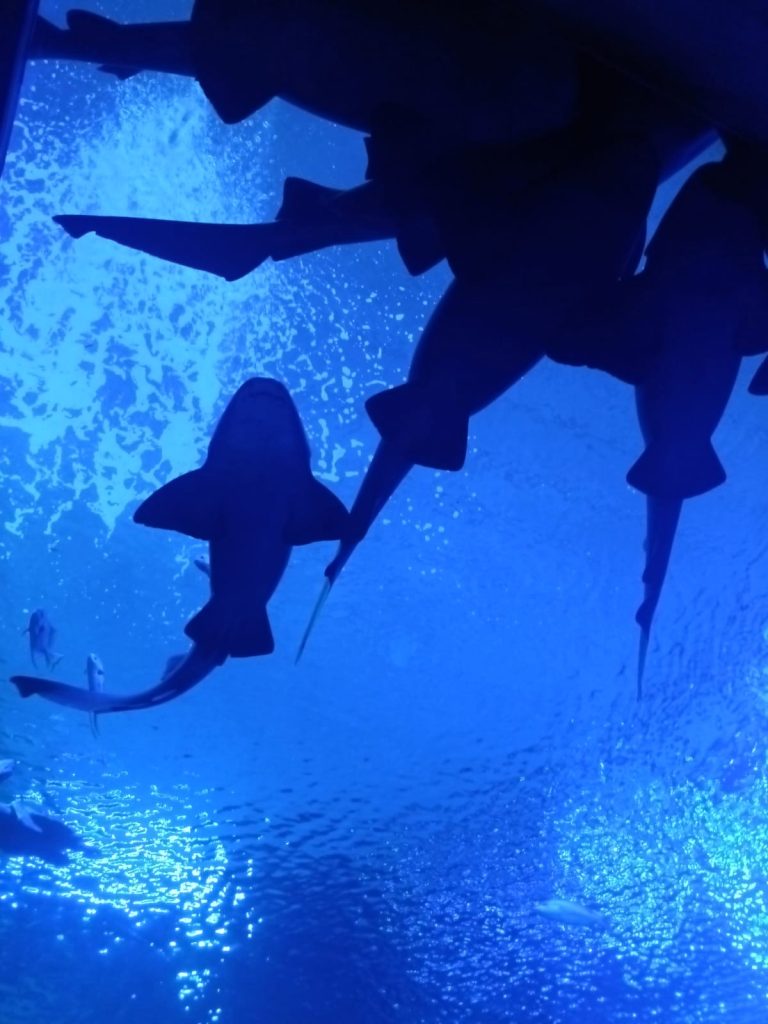 Conoce en Gran Acuario a las rayas, tiburones, meros y su importancia en el Mar de Cortés 2026